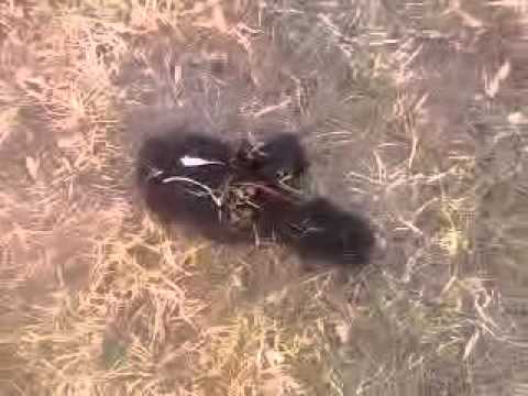 WEAVE R.I.P. IN THA HOOD AT POLLACK PARK!