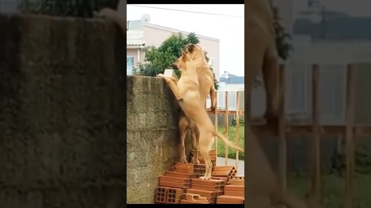 hii Dude Let's enjoy Neighborhood 😉😂 || Cute Pets 🥰|| FUNNY DOGS 😼😂