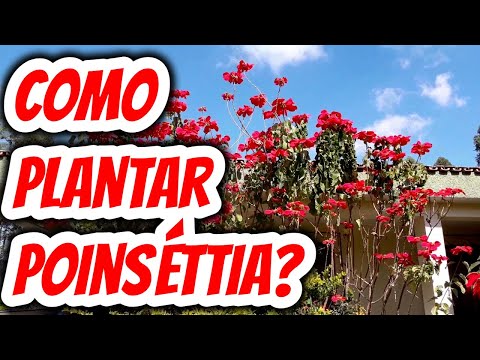 Como plantar poinséttia maneira fácil no jardim Flor-de-são-joão Folha-de-sangue Christimas flower