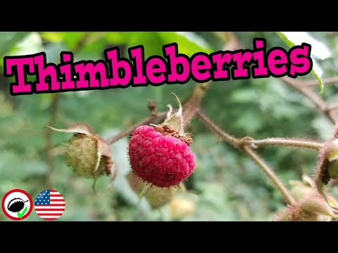 What are THIMBLEBERRIES? (Rubus parviflorus) - Weird Fruit Explorer Ep. 340