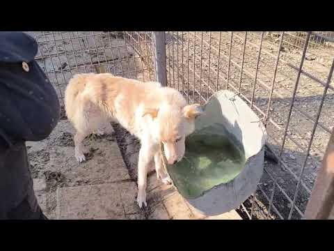 ARASH - November 2024