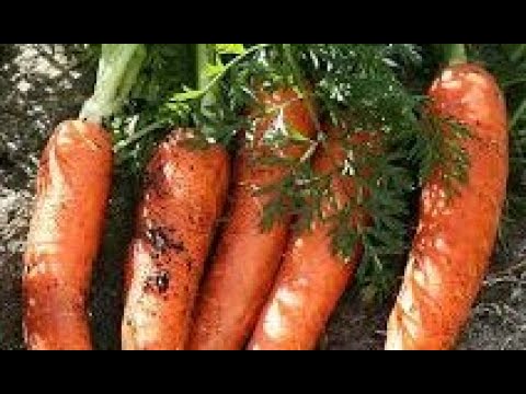 Novi način sjetve  i uzgoja mrkve/šargarepe za izvanredan rod