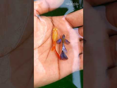 Albino red x Purple berry dragon guppy cross breeding 😍 #guppyfish