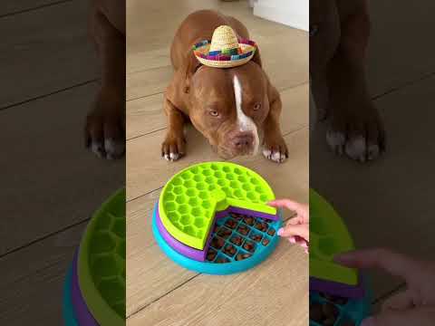 soy el taco más guapo? #viral #perros #perrofeliz #dúo