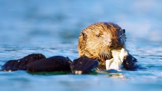 Sea Otters Playing with Plastic | First Year on Earth | BBC Earth