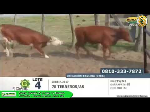 17-02-23 - Remate Televisado de la Cooperativa La Ganadera - Gral. Ramierez, Entre Ríos