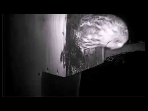 Verletzung beim Waldkauz Pärchen aus Berlin 12.02.2020 brown owl [Strix aluco]