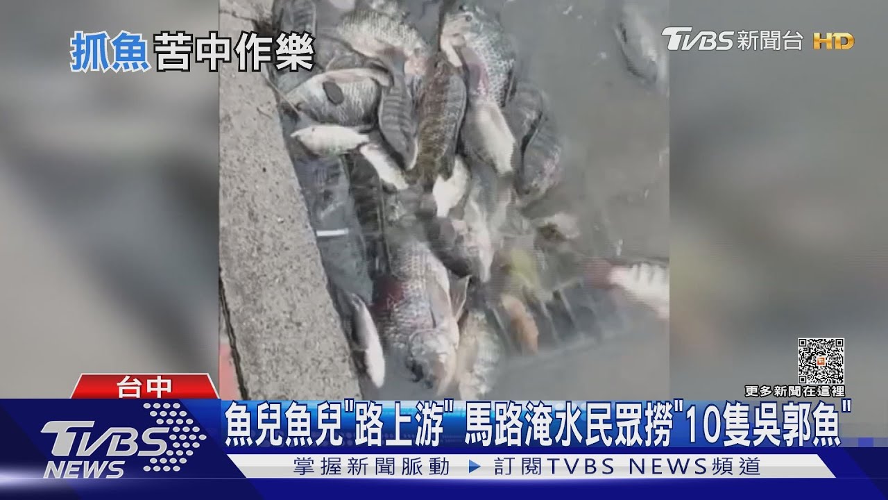 魚兒魚兒「路上游」馬路淹水 民眾撈「10隻吳郭魚」