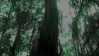 Sopor Aeternus (White Onyx Elephants) - Introduction - The Termite People