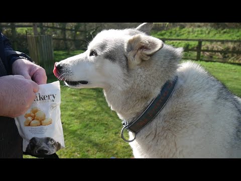 Lucky Nook .. opens his gifts in the park ...