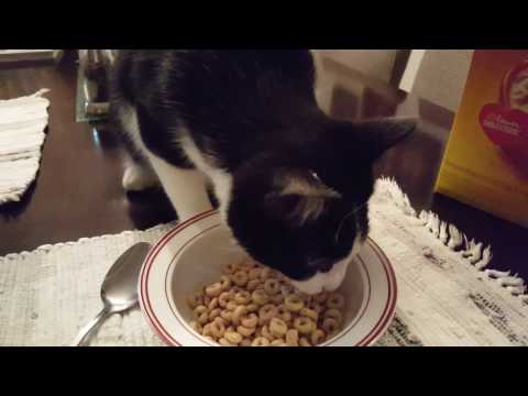 KEEKO THE CAT LIKES HONEY NUT CHEERIOS - YouTube