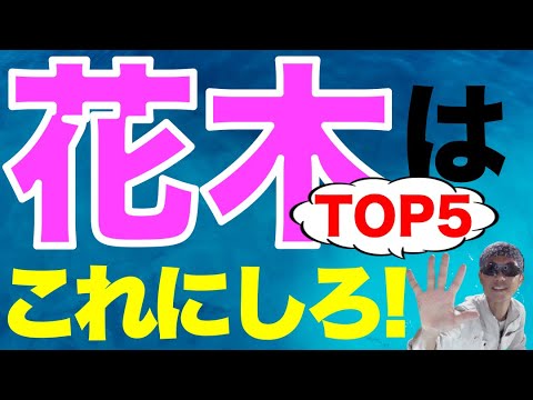 春に白い花を咲かせるスターマグノリアの木