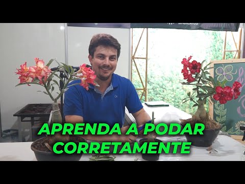 Exposul Raízes- Aprenda a podar corretamente suas rosas do deserto