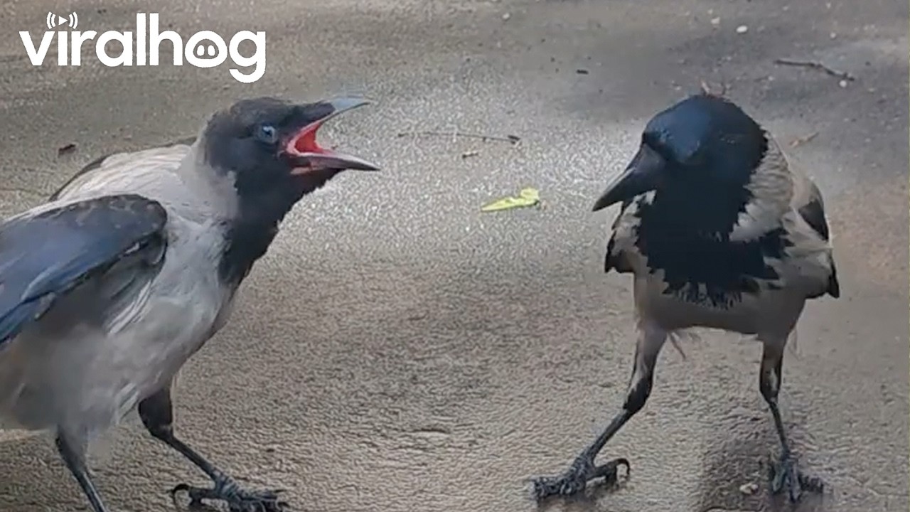 Noisy Crow Begs Mom for Food || ViralHog
