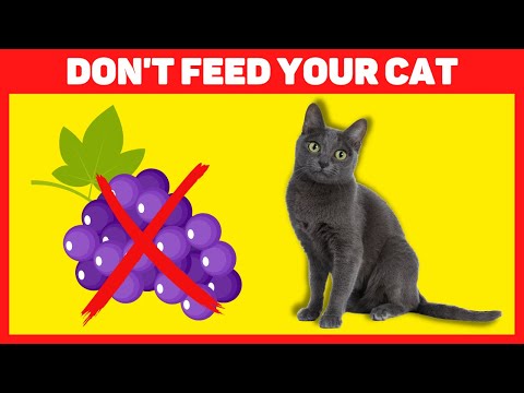Toxic Foods For Cats ❗🙀🤢