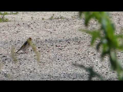 24 6 2023, Stieglitze auf einem Feldweg