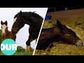 Carron The Shire Horse Becomes A Mum For The Ninth Time Amazing Animal Births Ep6 Our World