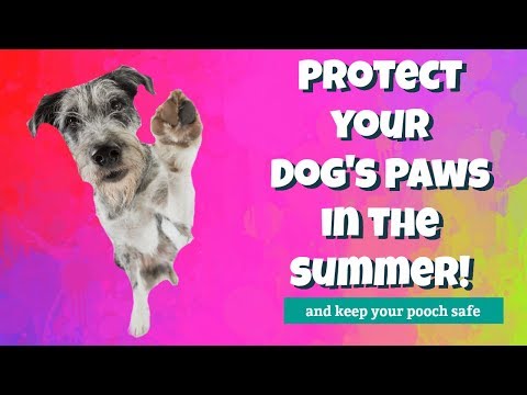 YouTube video about: How to protect dogs paws in summer?