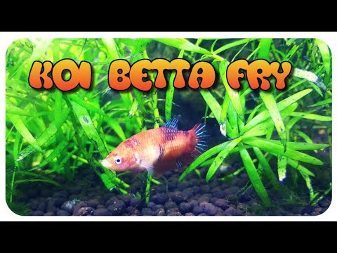 Koi Betta Fry Update