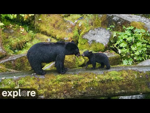 Anan Wildlife Observatory Lower Falls and Caves Tongass National Forest powered by EXPLORE.org