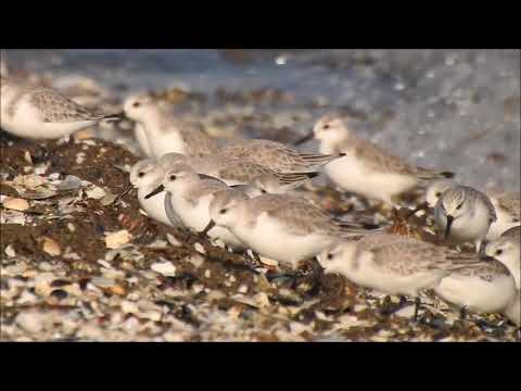 Nisipari, Sanderlings, Calidris alba