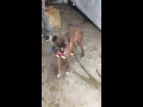 .**RETURNED to OWNER!!Prt 2 ..West Los Angeles Shelter A1601888 VERY sweet wiggle butt male Boxer!!!