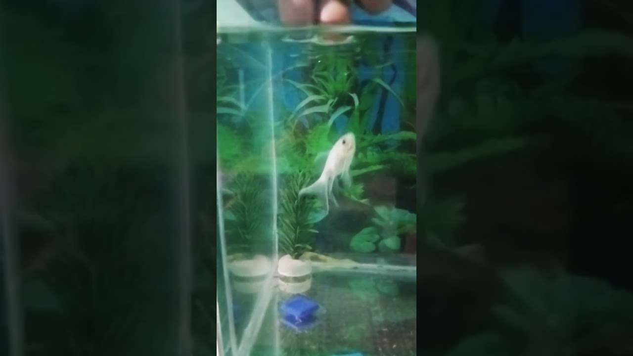 Friendly Behaviour of Fishes #fish#aquarium