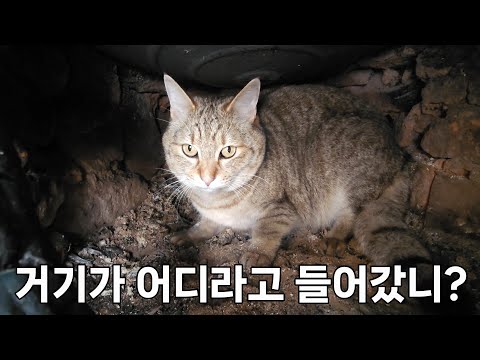 우리 고양이들 사고쳤어요.