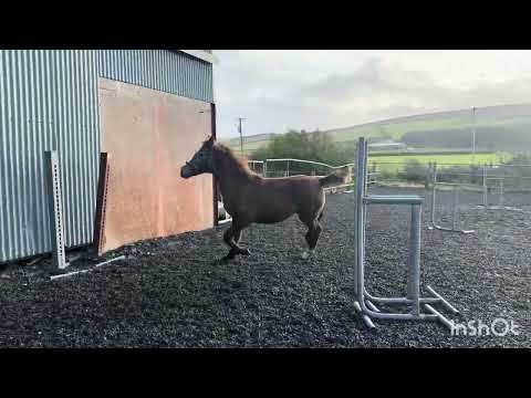 Quality ISH Filly - Lansdowne X Ballybunion Cruise - Image 2