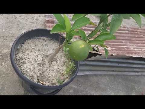 সন্জিল মার্কেটের উপর ছাদ বাগান