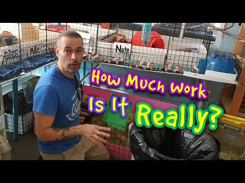 YouTube video about: How often do I change my guinea pigs bedding?