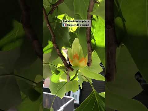 チューリップの木 植物