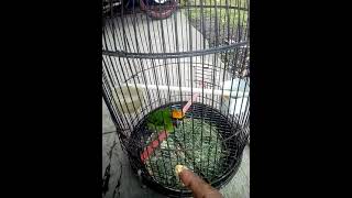 Download lagu burung takur tohtor mp3