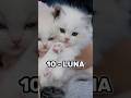 Top 10 Cute Female Cate Names ️