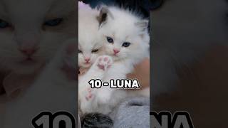 Download lagu Top 10 Cute female cate names ❤️ mp3