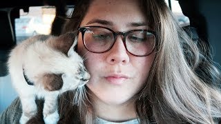 Pip Was Diagnosed With A Fatal Disease (Feline Infectious Peritonitis)