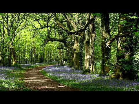 8 Hours Nature Sounds Woodland Birds Chirping-Relaxing Spring Birdsong Ambience-Forest Birds Singing