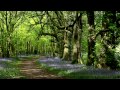 8 Hours Nature Sounds Woodland Birds Chirping-Relaxing Spring Birdsong Ambience-Forest Birds Singing