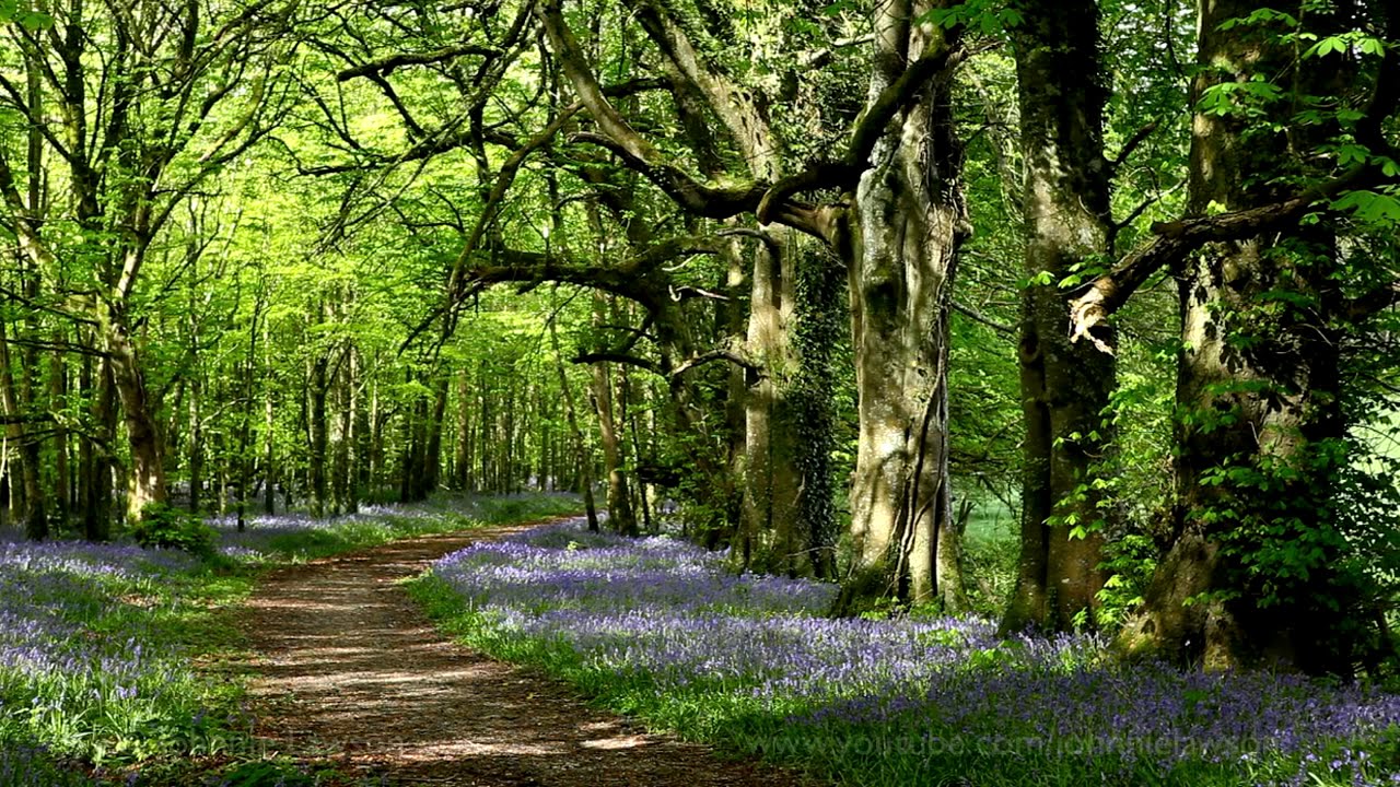 8 Hours Nature Sounds Woodland Birds Chirping-Relaxing Spring Birdsong Ambience-Forest Birds Singing