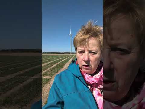 Wheat plots in Kincardine #TheWheatTeam #wheat #Seriousaboutwheat #wheatfield