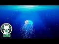 Steven Cravis - Aqua Blue | Best Relaxing Piano Music