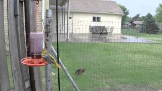 GoPro Jelly Feeder in the rain