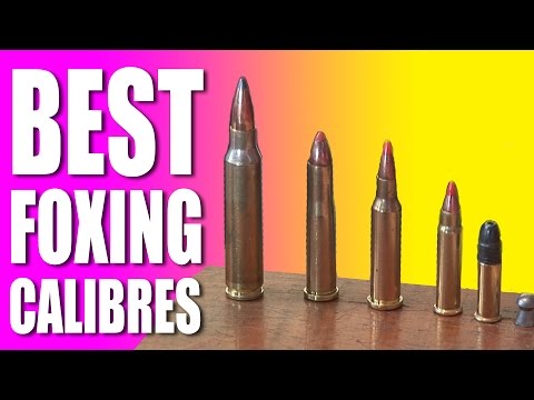Best foxshooting calibres Best foxshooting calibres