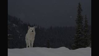 Lone Wolf  - Judas Priest cover