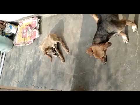 Paancho pande and company, my beloved dogs April 9th 2022