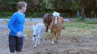 Horse Pheromones In Deodorant Body Spray?