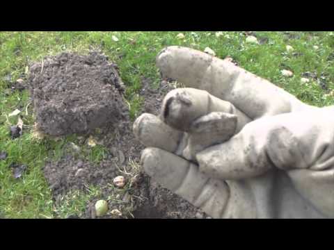 Metal Detecting a 17th Century house.