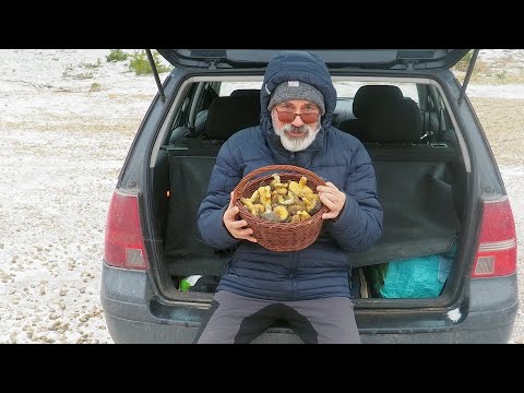 Tak się zbiera gąski zielonki na Pustyni Błędowskiej - 23.12.23