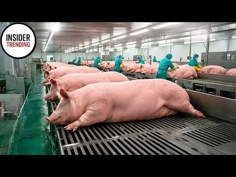 How Farmers Raise Hundreds Of Tons Of Giant Pigs, Raise And Process Pork In Modern Factories!