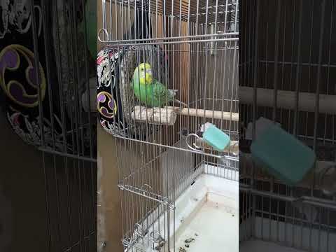 冬に鳥に与えてはいけない食べ物は何ですか？これら 7 つは絶対に避けるべきであり、命を奪う可能性があります。  庭園